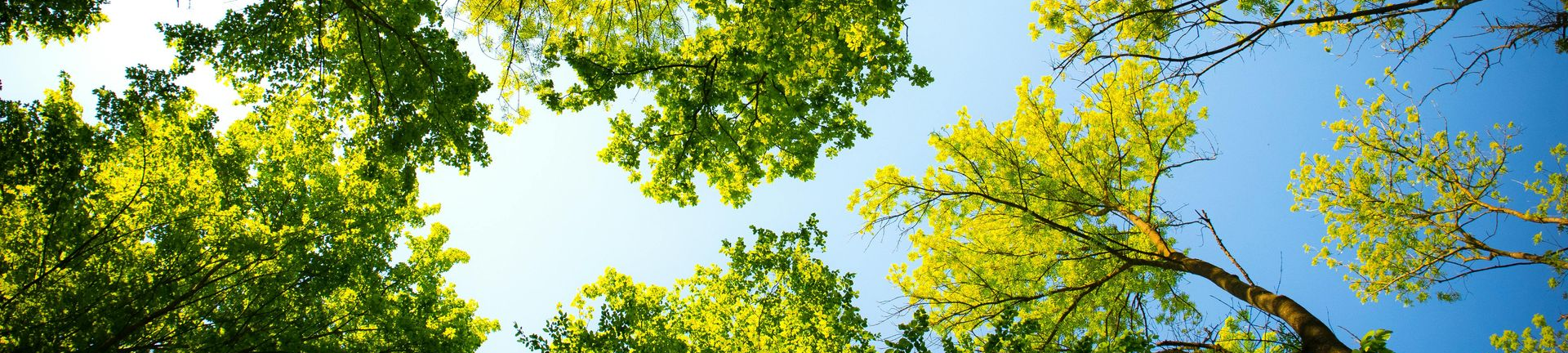 Blick nach oben durch das grüne Blätterdach unter blauem Himmel.