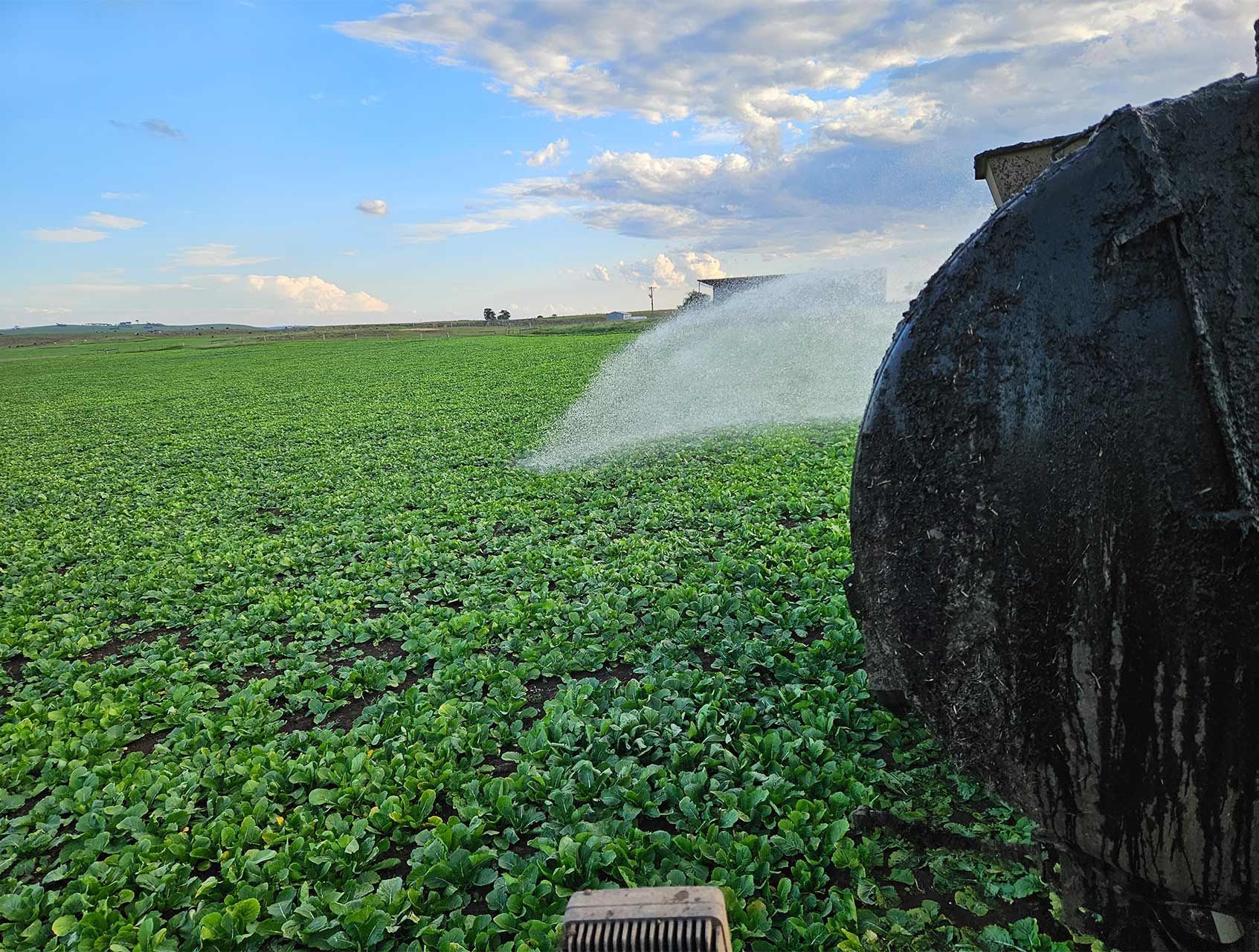 a sprinkler is spraying water on a field of green plants .