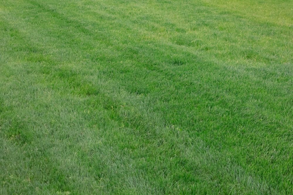 Green Lawn With Varying Shades and Textures — Geoff Thompson's Independent Flooring Centre in Wauchope, NSW Green Lawn With Varying Shades and Textures — Geoff Thompson's Independent Flooring Centre in Wauchope, NSW