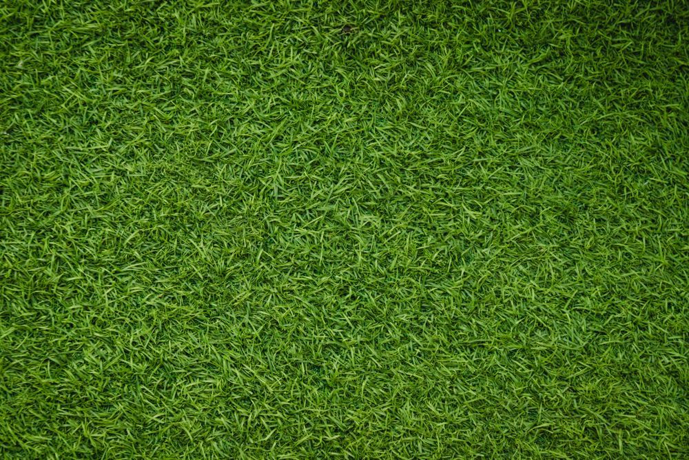 Green, Lush Lawn — Geoff Thompson's Independent Flooring Centre in Laurieton, NSW Green, Lush Lawn — Geoff Thompson's Independent Flooring Centre in Laurieton, NSW