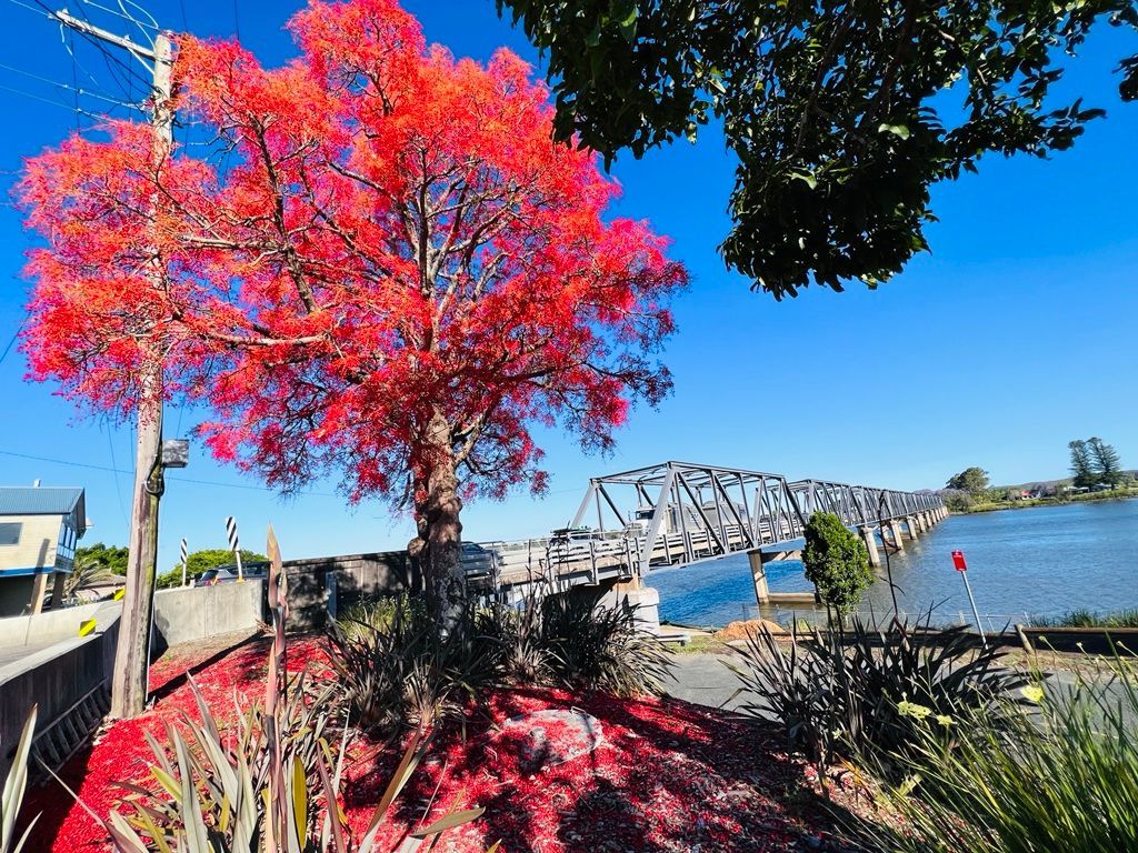 Vibrant red tree near a bridge over water, with a clear blue sky. — Geoff Thompson's Independent Flooring Centre In Taree, NSW