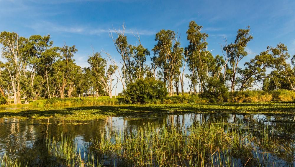 Lake Surrounded by Tall Grass and Trees on a Sunny Day — Transforce in Narromine, NSW