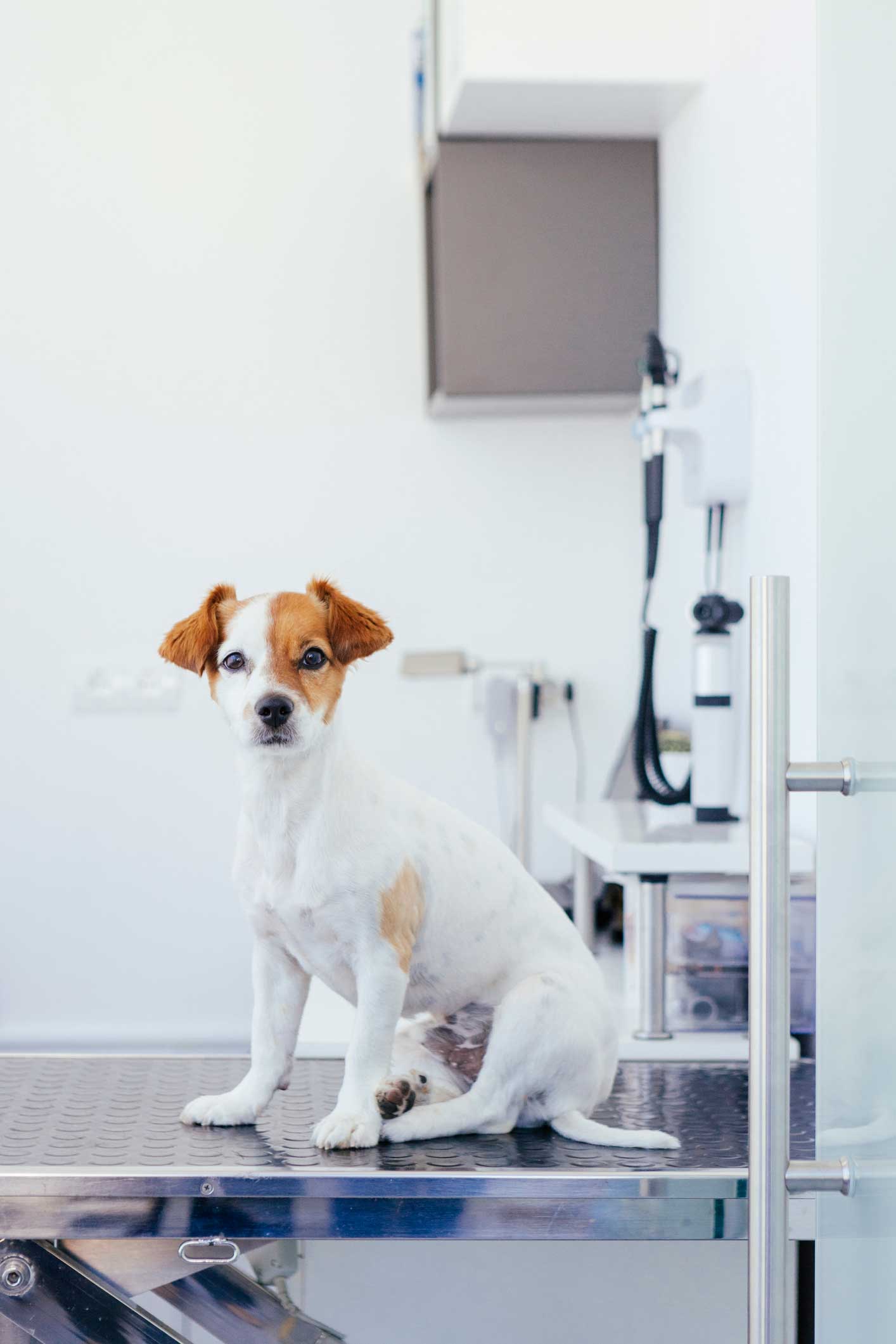 Exams — Dog In Veterinarian Clinic In Westland, MI