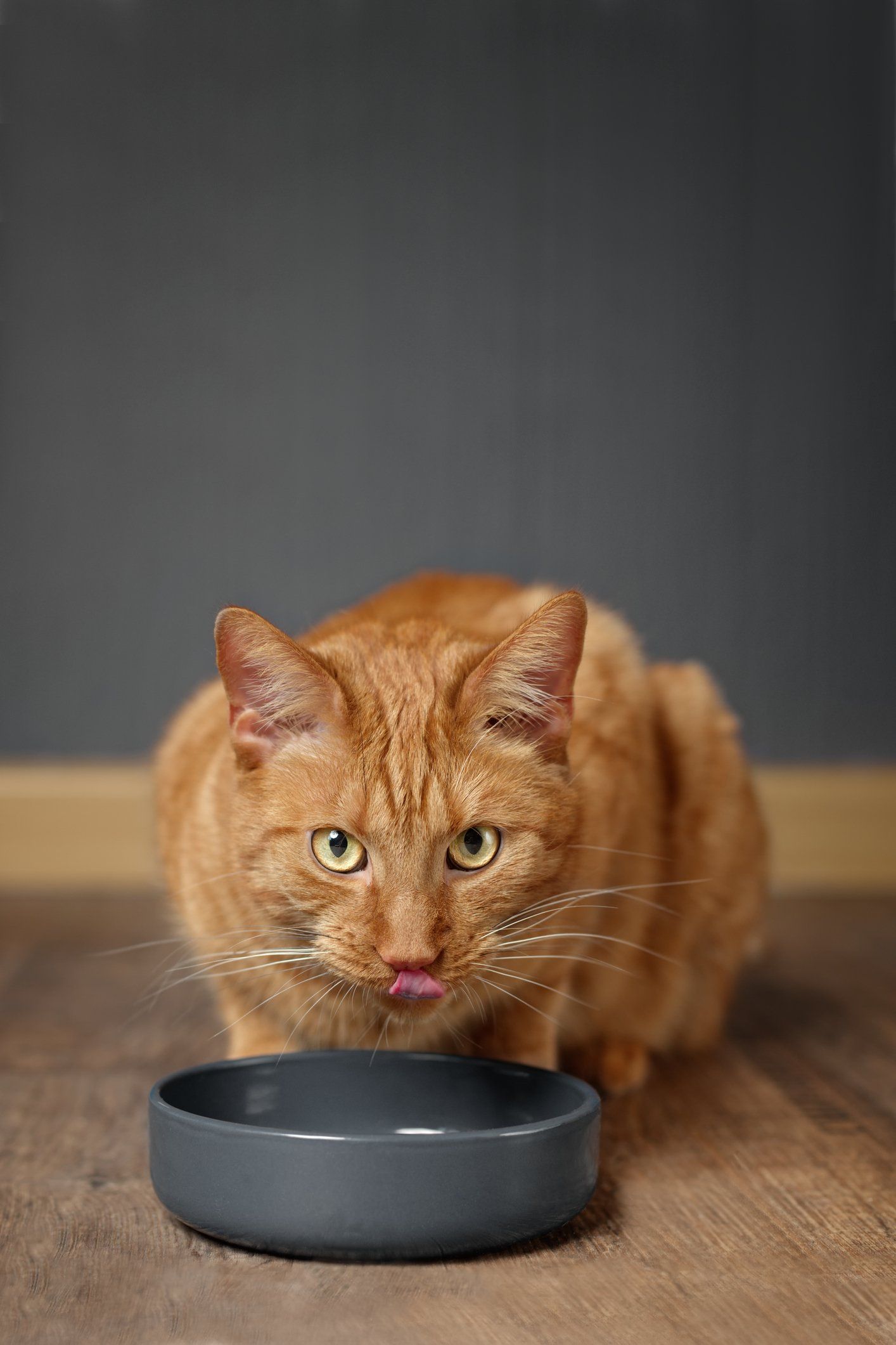Doggy Day Care — Ginger Cat Eating Cat Food In Westland, MI