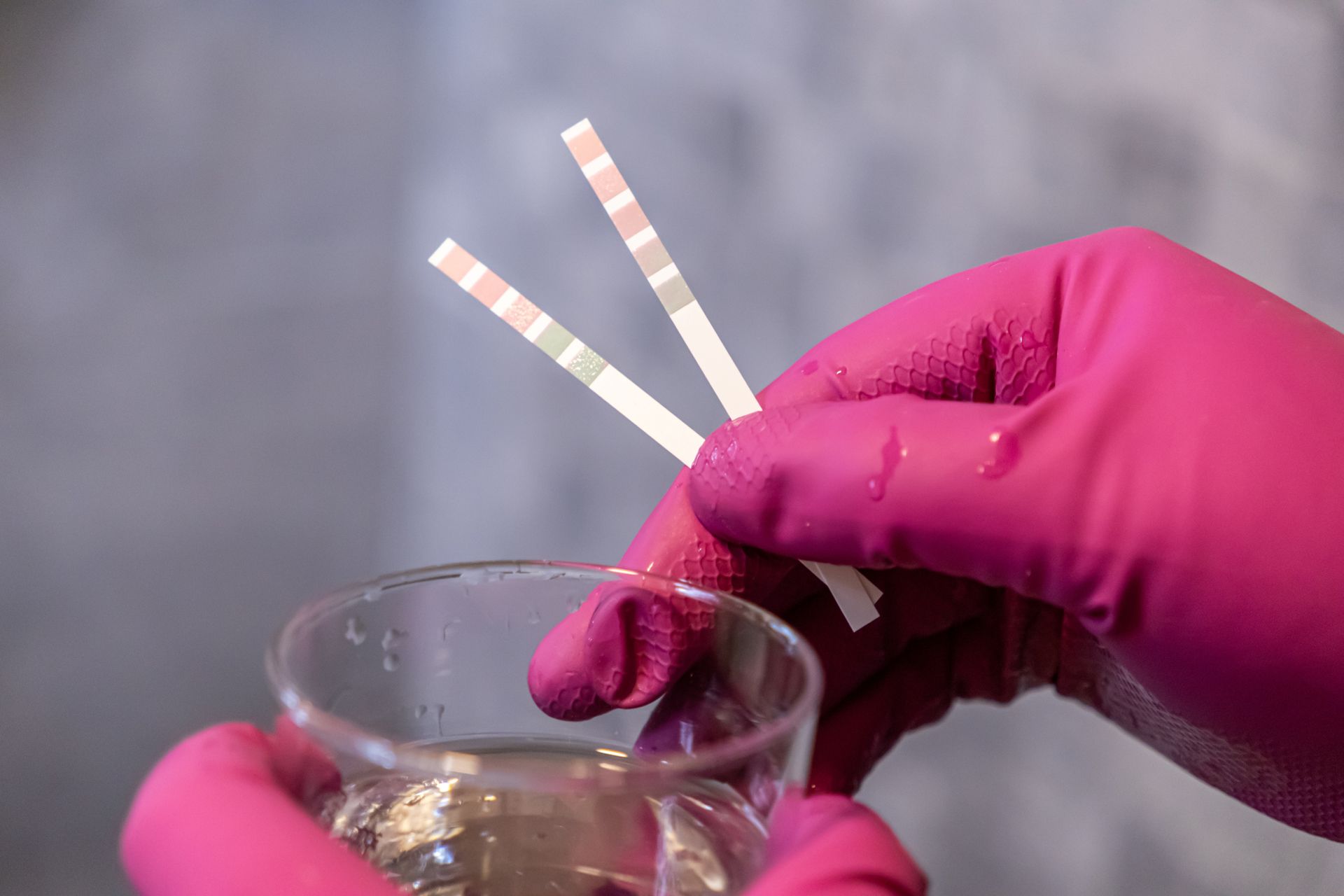 Hands in bright pink gloves hold a small glass of liquid and two chemical test strips with color-coded markers.