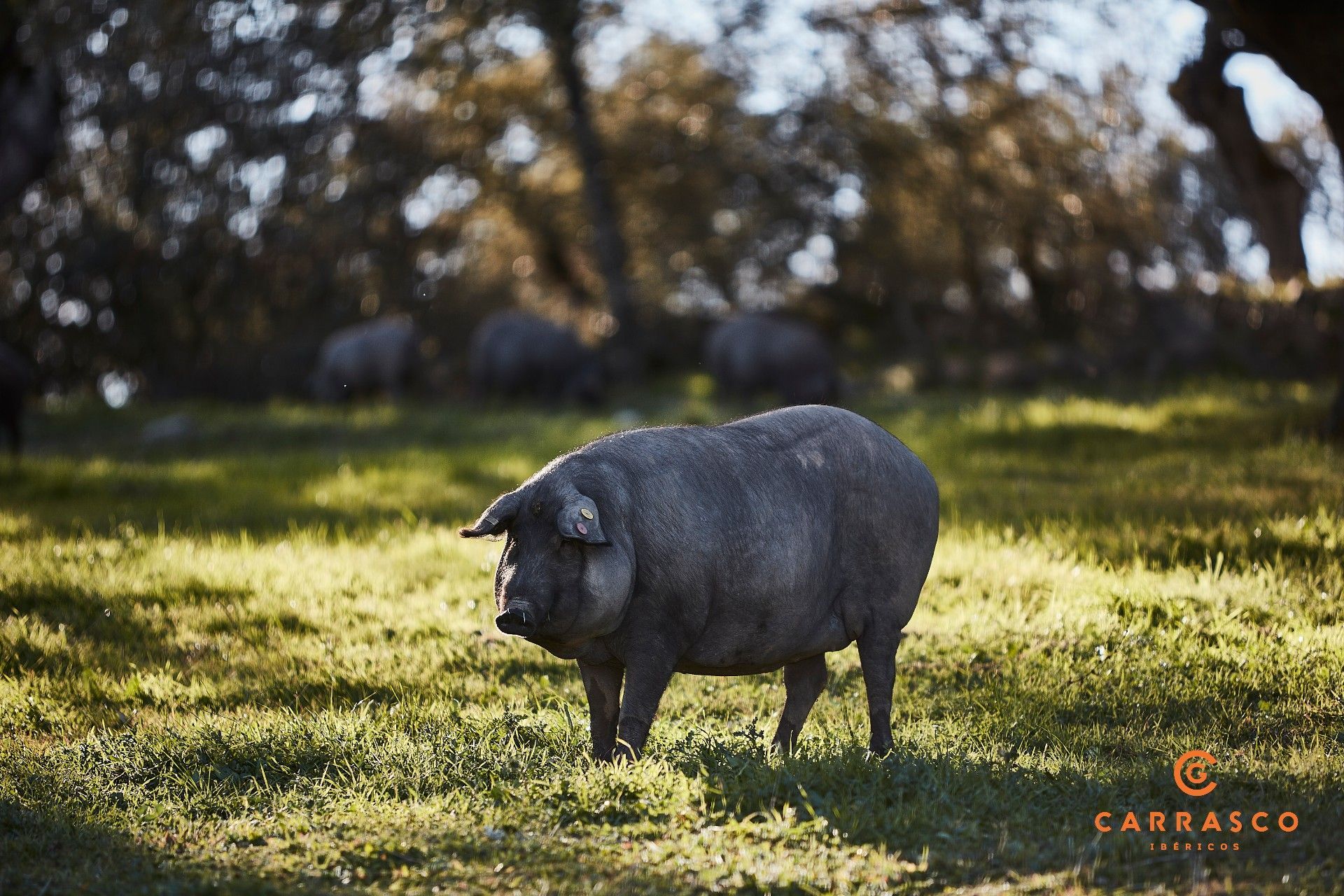 Cero ibérico de bellota 100% en la montanera Santos Carrasco
