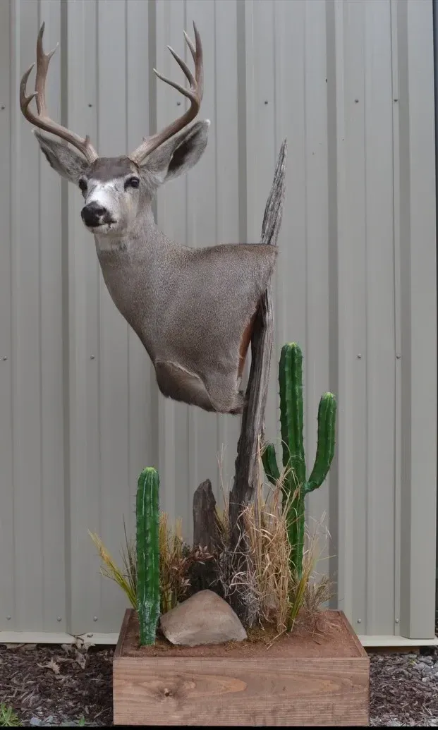 A stuffed deer is sitting on top of a wooden box next to cactus.