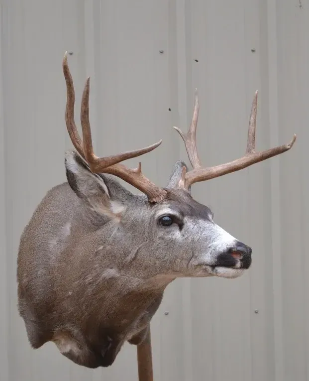 A close up of a deer 's head with antlers against a white wall.