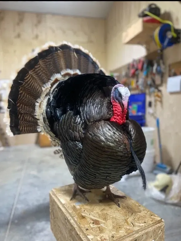 A turkey is standing on a wooden block in a garage.
