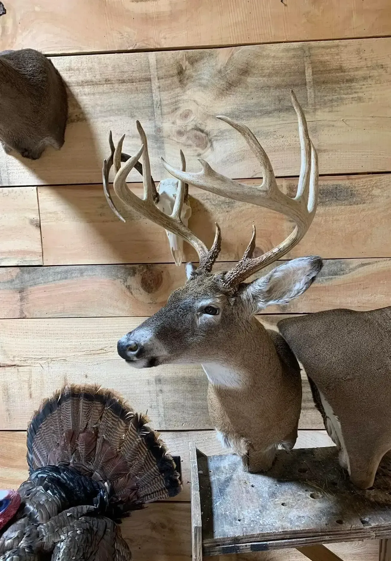 A deer head mounted on a wooden wall next to a turkey.