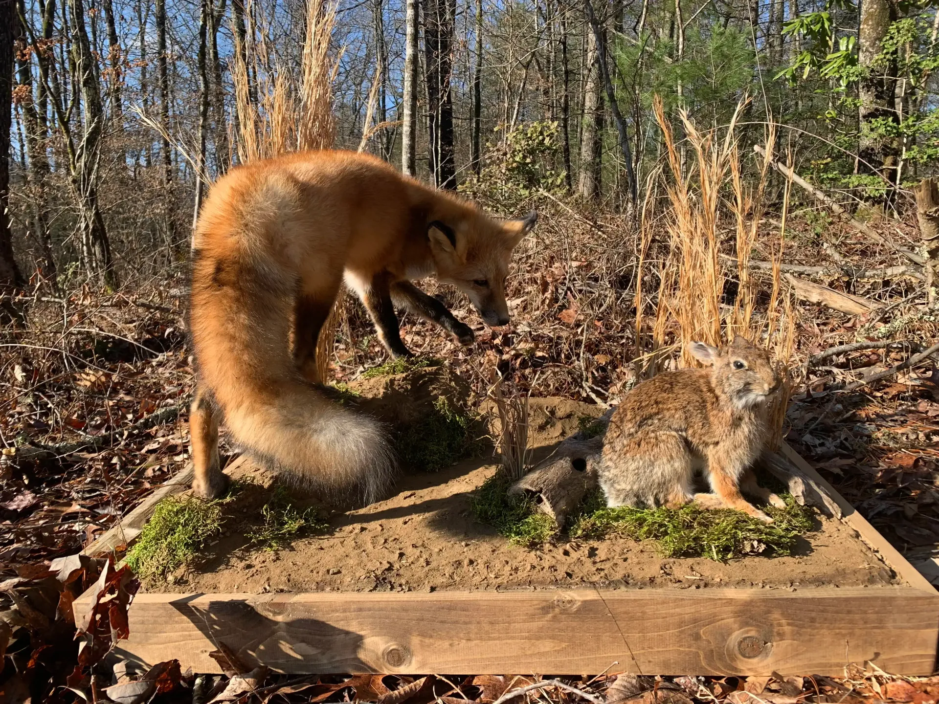 A fox and a coyote are standing next to each other in the woods.