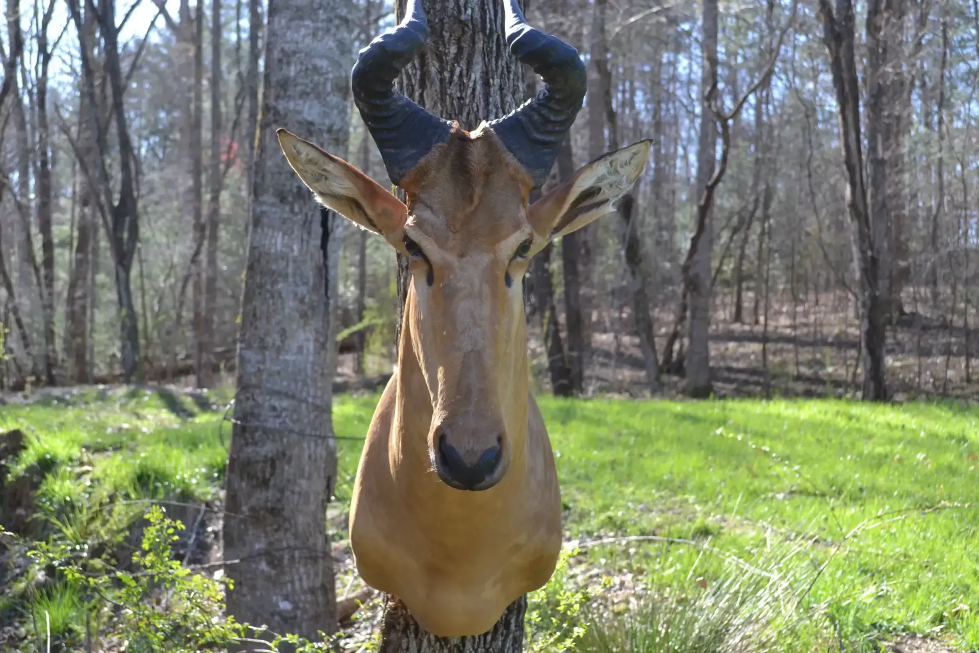 A deer head is hanging from a tree in the woods.