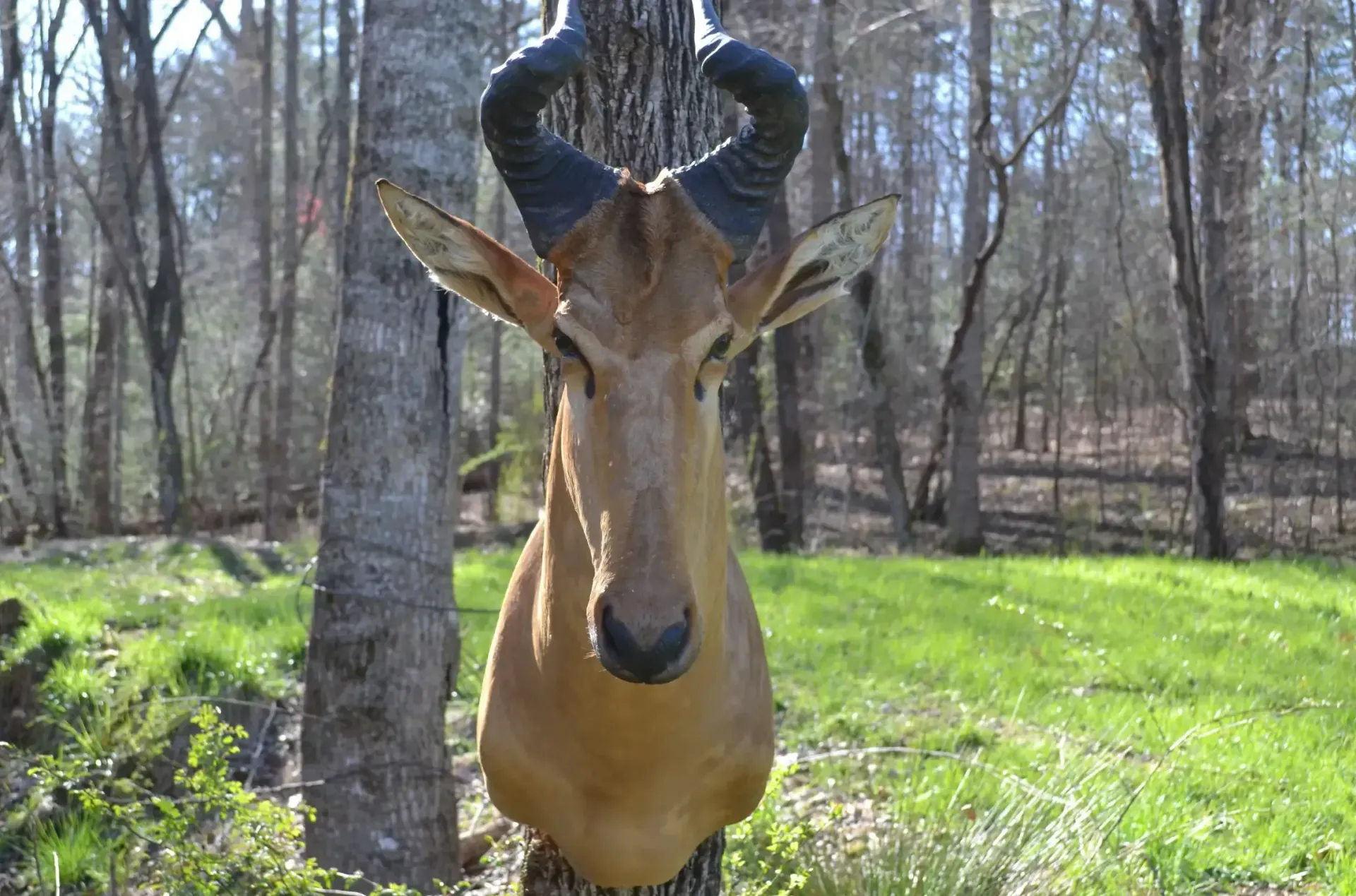A deer head is hanging from a tree in a field.