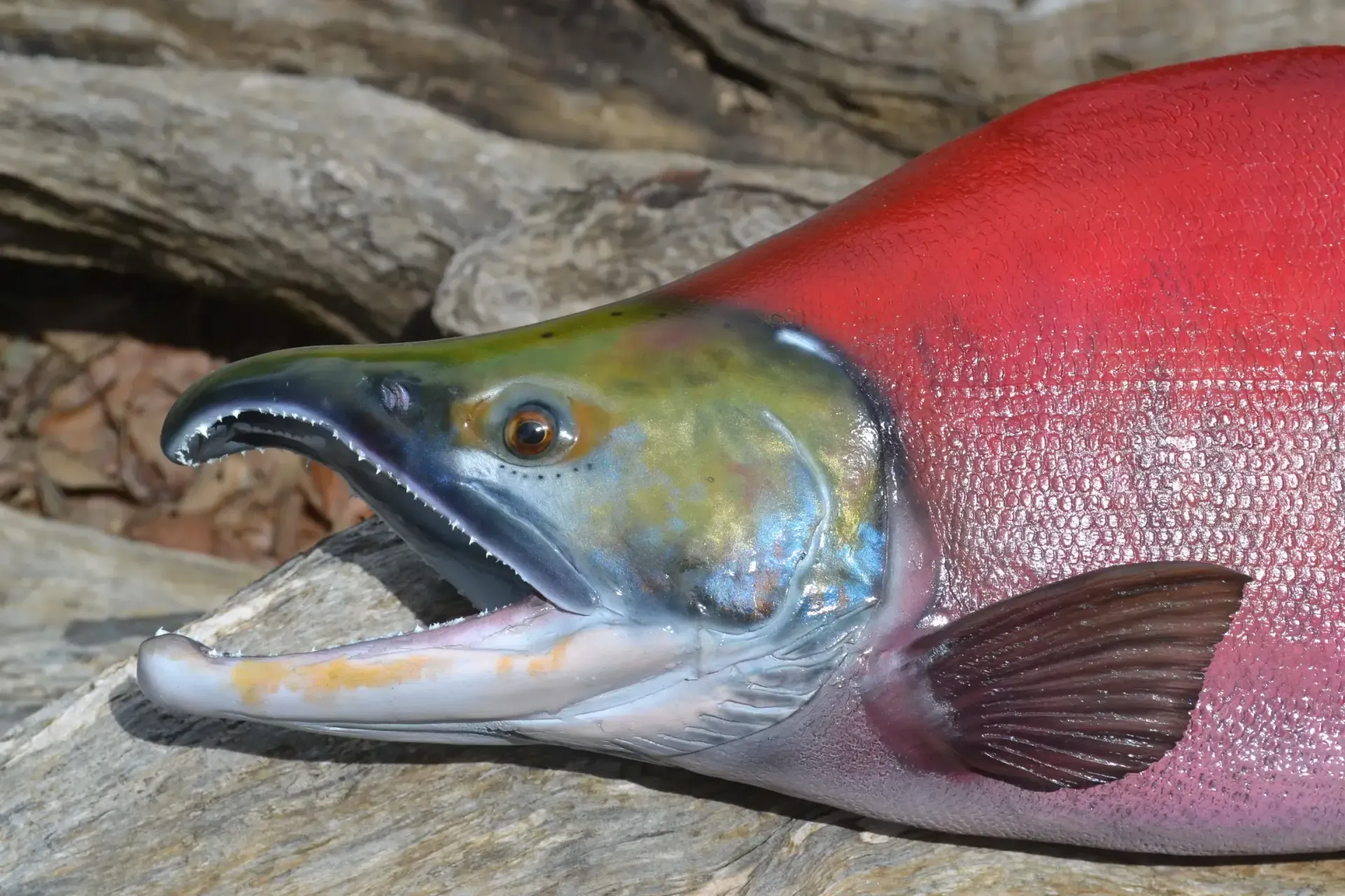 A close up of a red fish with its mouth open