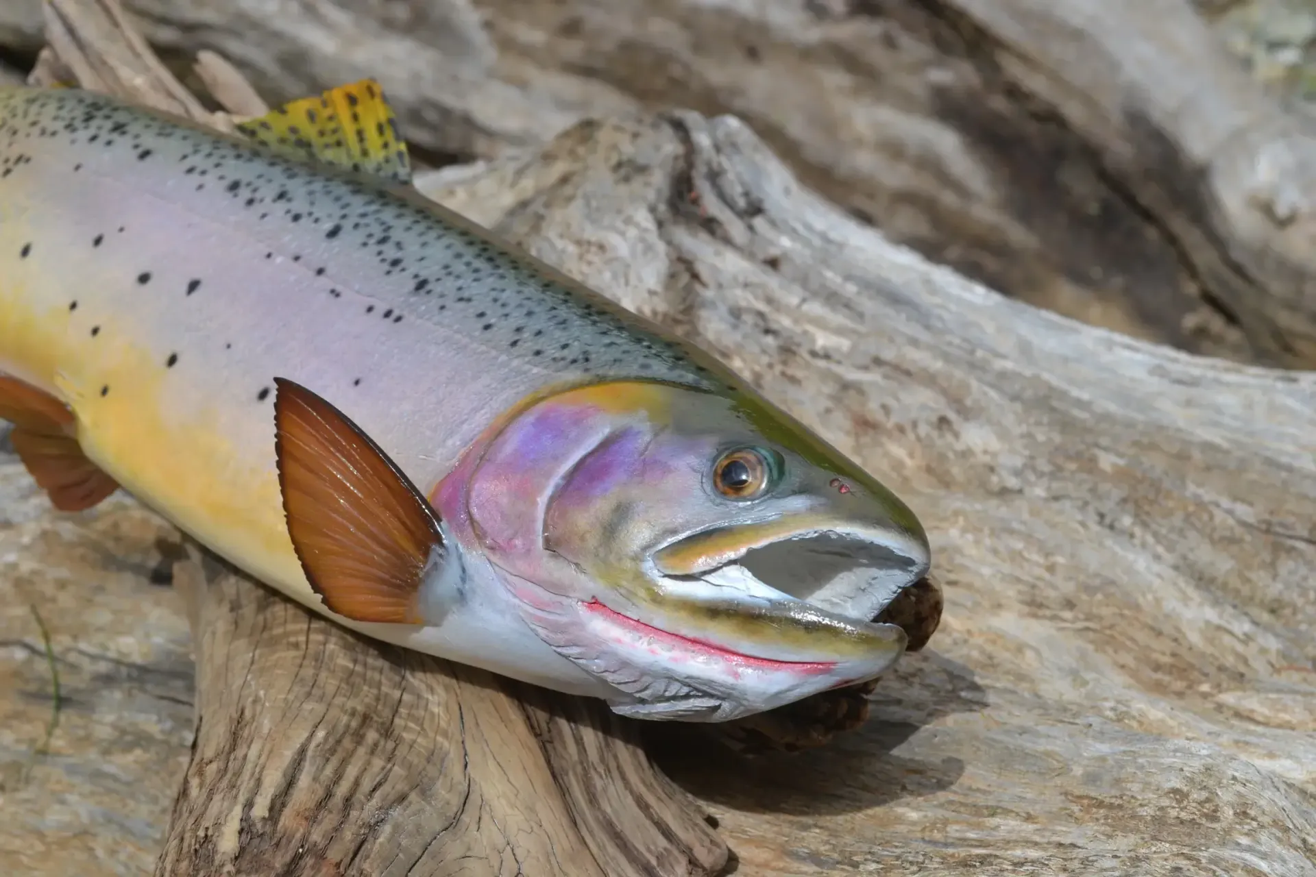 A rainbow trout is laying on a piece of driftwood.