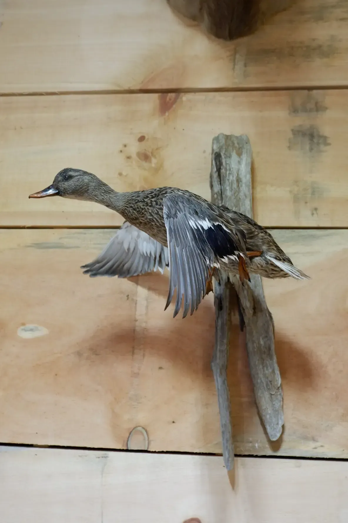 A duck is sitting on a piece of driftwood on a wooden wall.