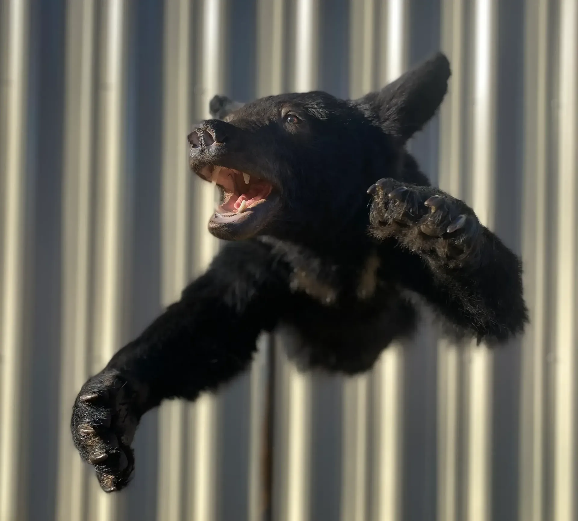 A black dog is flying through the air with its mouth open