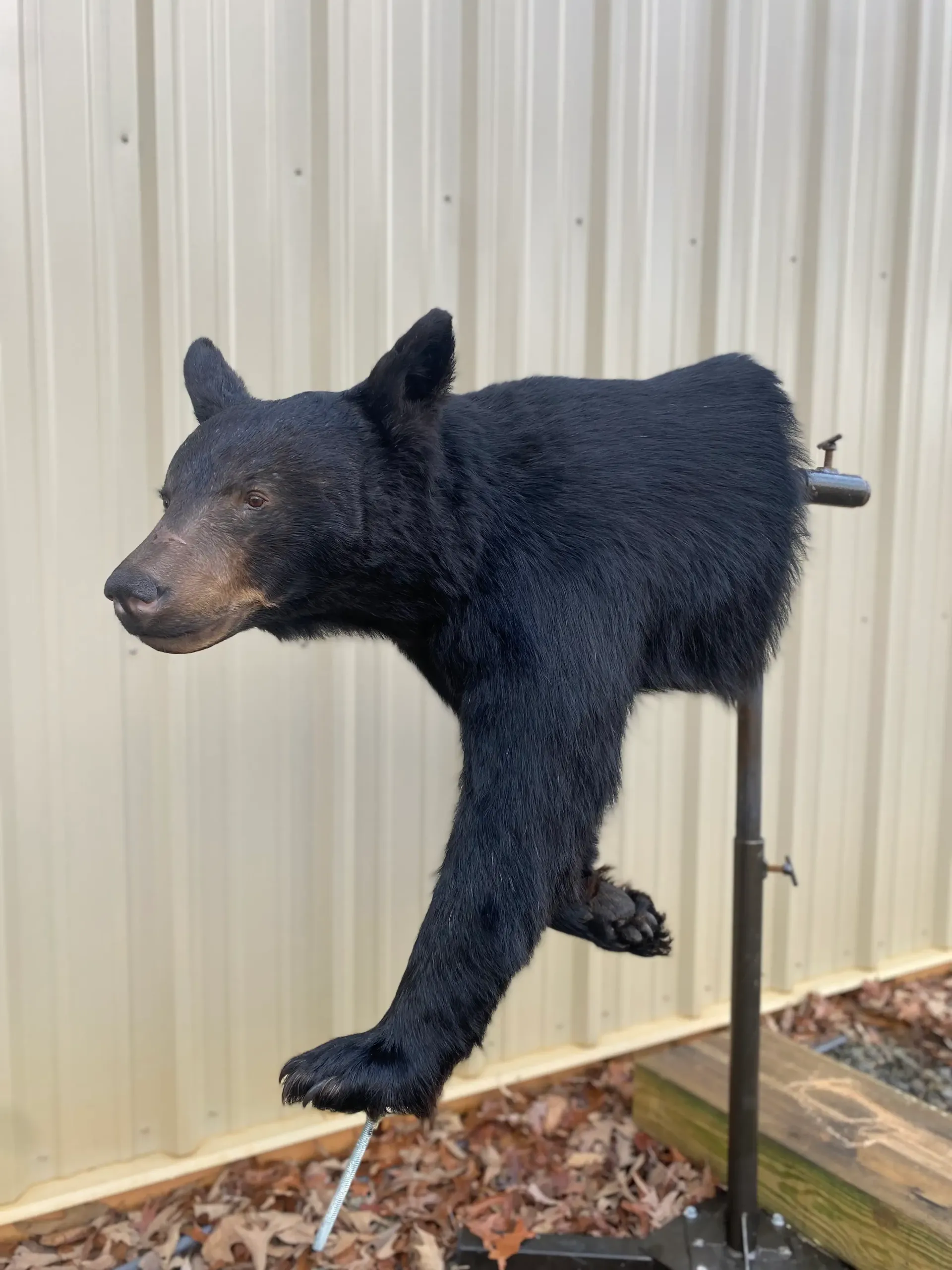 A black bear is sitting on top of a metal pole.