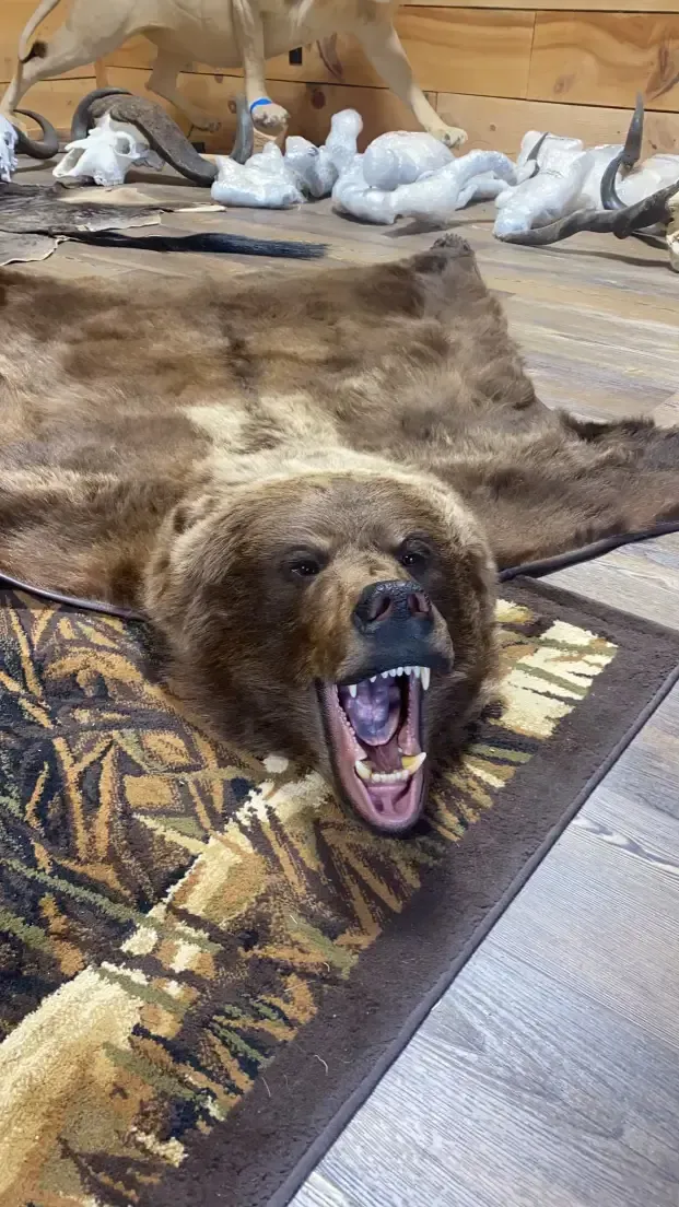 A stuffed bear head is laying on a rug with its mouth open.