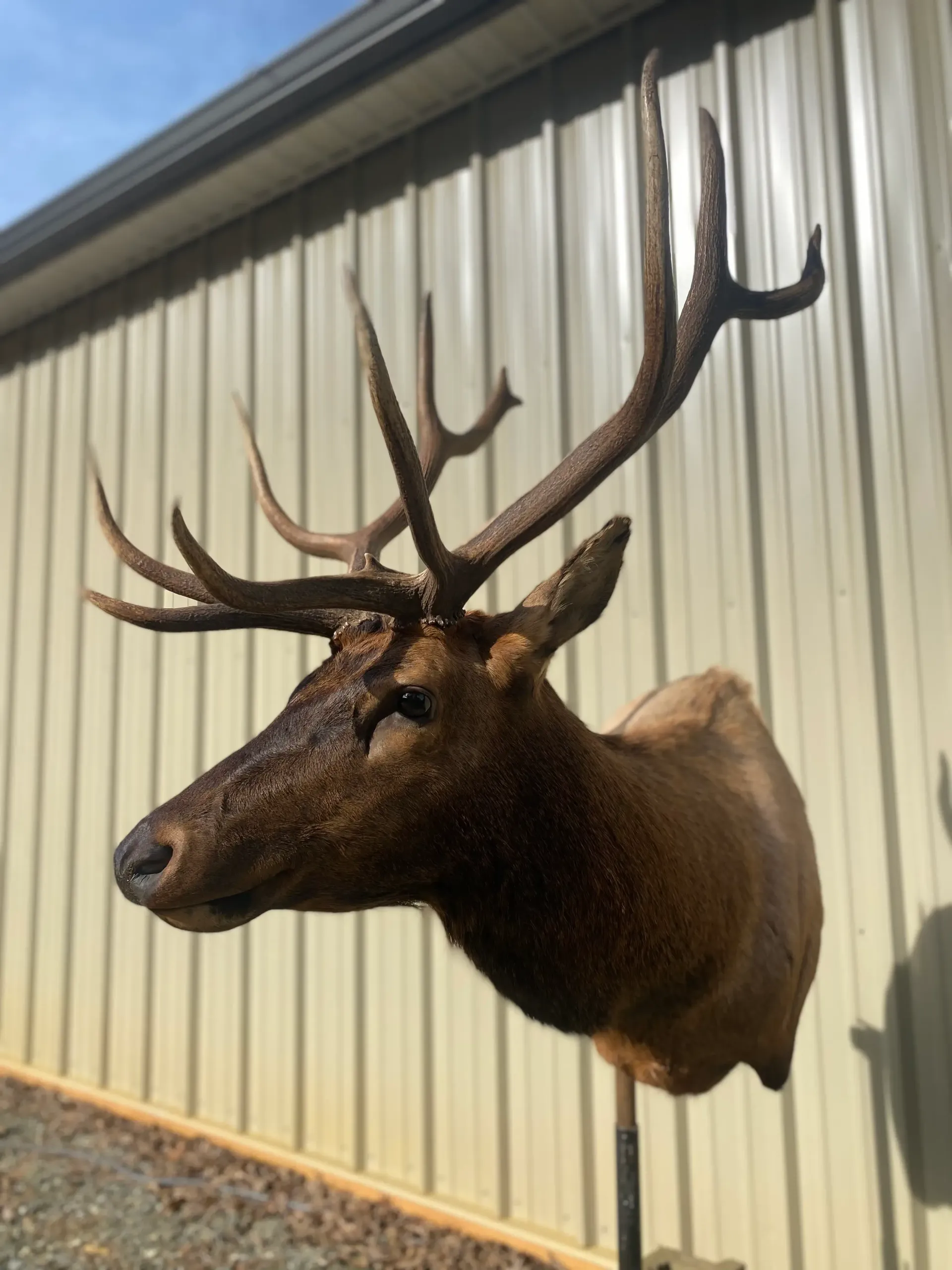 A deer head is mounted on a metal pole in front of a building