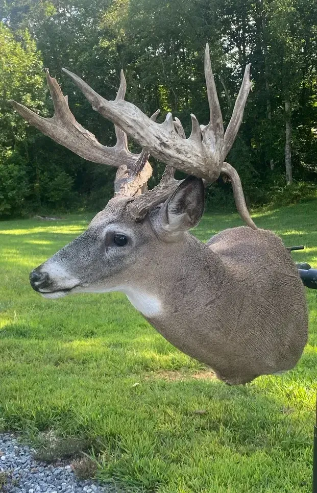 A deer head with antlers hanging from a pole in a field.