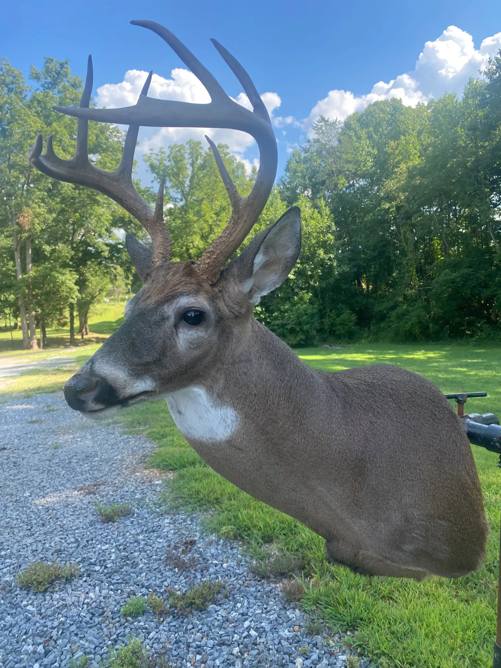 A deer head is hanging on a pole in a field.