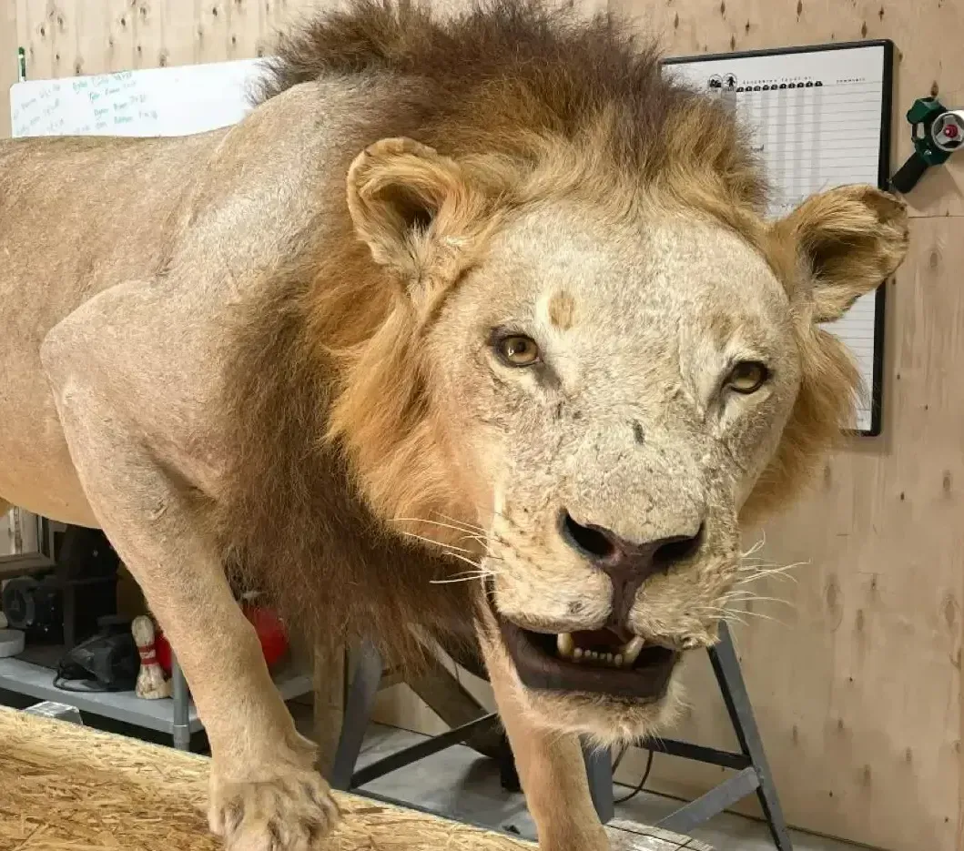 A close up of a lion with its mouth open