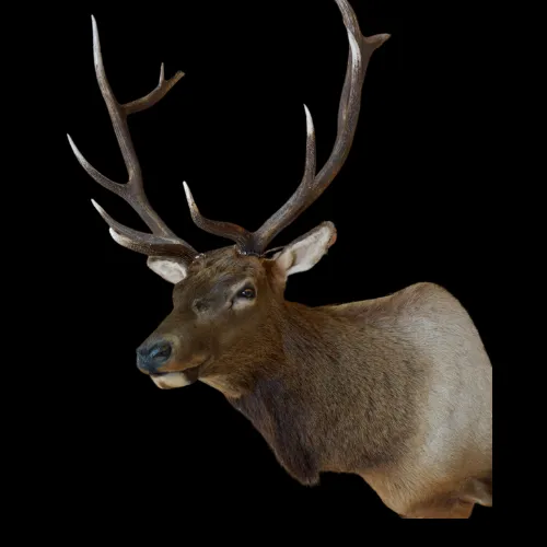 A close up of a deer 's head with antlers on a black background