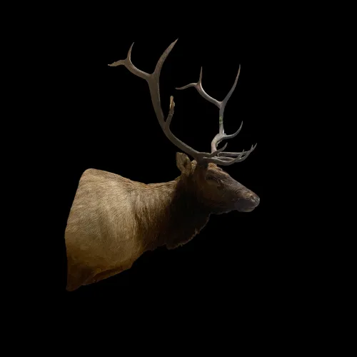 A deer head with antlers on a black background