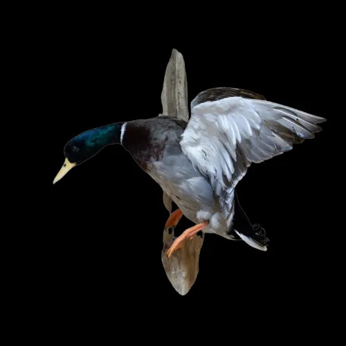 A mallard duck is flying in the air with its wings spread.