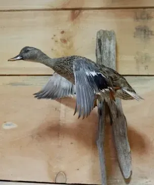 A duck is sitting on a piece of driftwood on a wooden wall.