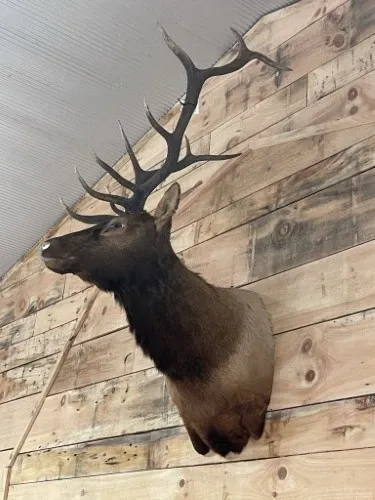 A deer head is hanging on a wooden wall.