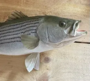 A striped bass is laying on a wooden table with its mouth open.