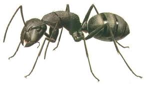 Ants — Pest Extermination in Parlin, NJ
