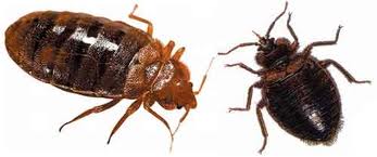 Bedbugs — Pest Extermination in Parlin, NJ