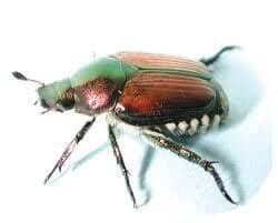 Beetles — Pest Extermination in Parlin, NJ Beetles — Pest Extermination in Parlin, NJ