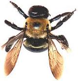 Carpenter Bees — Pest Extermination in Parlin, NJ Carpenter Bees — Pest Extermination in Parlin, NJ