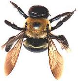 Carpenter Bees — Pest Extermination in Parlin, NJ