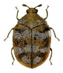 Carpet Beetles — Pest Extermination in Parlin, NJ Carpet Beetles — Pest Extermination in Parlin, NJ