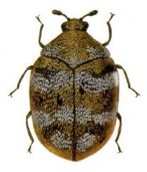Carpet Beetles — Pest Extermination in Parlin, NJ