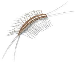 Centipedes — Pest Extermination in Parlin, NJ