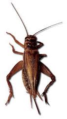 Crickets — Pest Extermination in Parlin, NJ