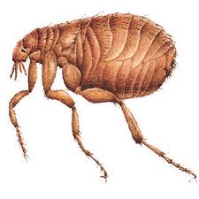 Fleas — Pest Extermination in Parlin, NJ Fleas — Pest Extermination in Parlin, NJ
