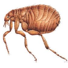 Fleas — Pest Extermination in Parlin, NJ