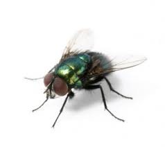 Flies — Pest Extermination in Parlin, NJ