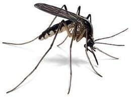 Mosquitoes — Pest Extermination in Parlin, NJ
