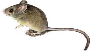 Mice — Pest Extermination in Parlin, NJ Mice — Pest Extermination in Parlin, NJ
