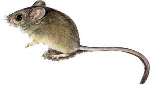 Mice — Pest Extermination in Parlin, NJ