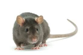 Rats — Pest Extermination in Parlin, NJ