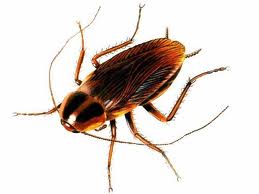 Roach — Pest Extermination in Parlin, NJ